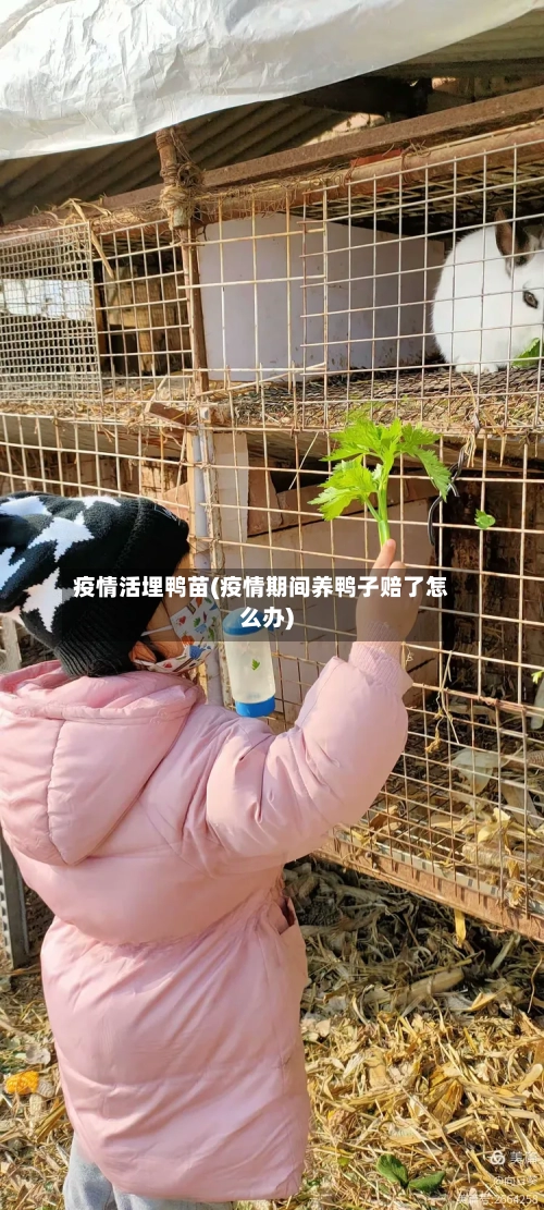 疫情活埋鸭苗(疫情期间养鸭子赔了怎么办)-第2张图片