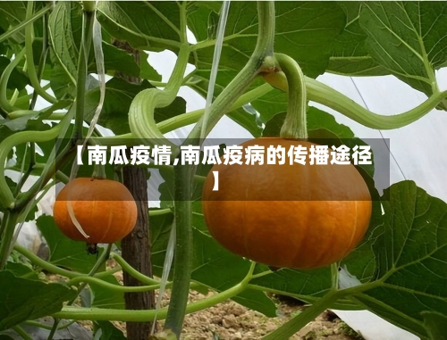 【南瓜疫情,南瓜疫病的传播途径】