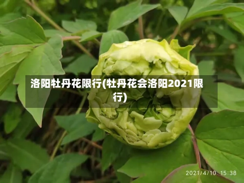 洛阳牡丹花限行(牡丹花会洛阳2021限行)-第2张图片