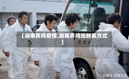 【湖南养鸡疫情,湖南养鸡场联系方式】-第2张图片