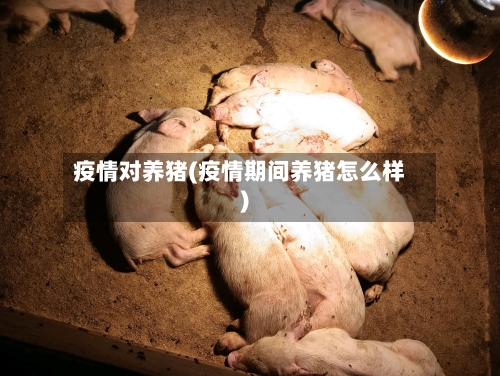 疫情对养猪(疫情期间养猪怎么样)