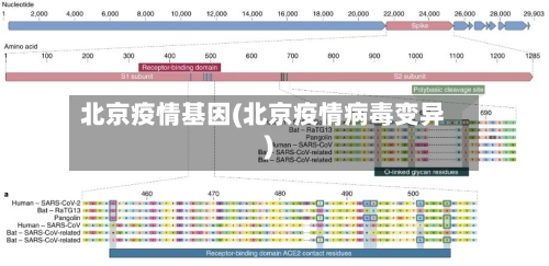 北京疫情基因(北京疫情病毒变异)