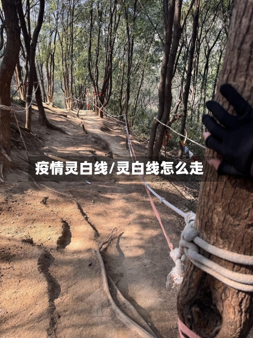 疫情灵白线/灵白线怎么走