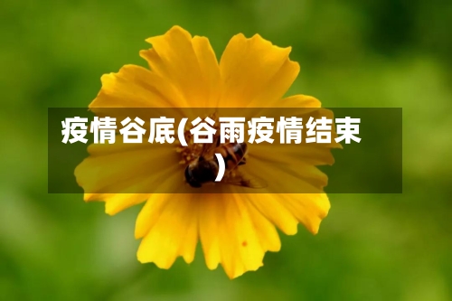 疫情谷底(谷雨疫情结束)