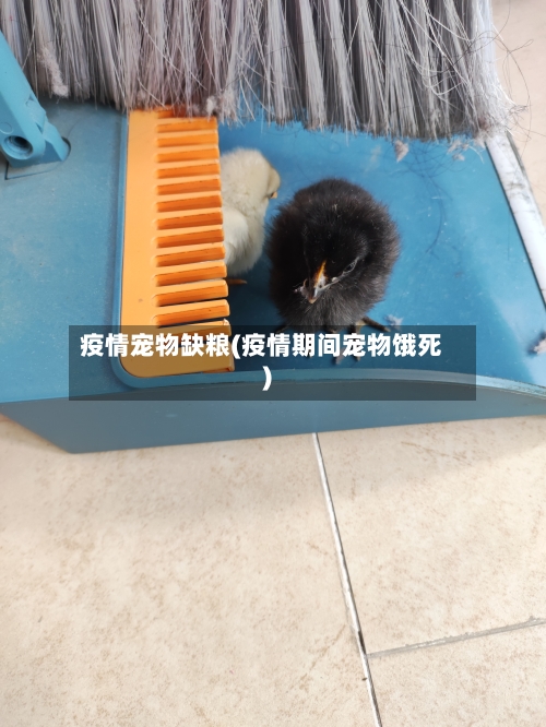 疫情宠物缺粮(疫情期间宠物饿死)