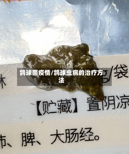 鸽球菌疫情/鸽球虫病的治疗方法