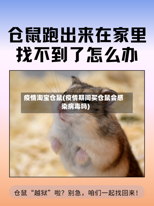 疫情淘宝仓鼠(疫情期间买仓鼠会感染病毒吗)-第3张图片