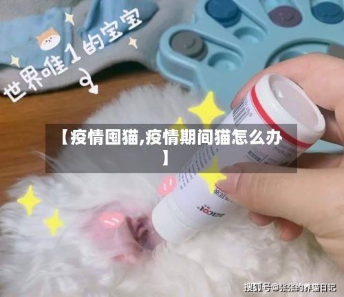 【疫情囤猫,疫情期间猫怎么办】