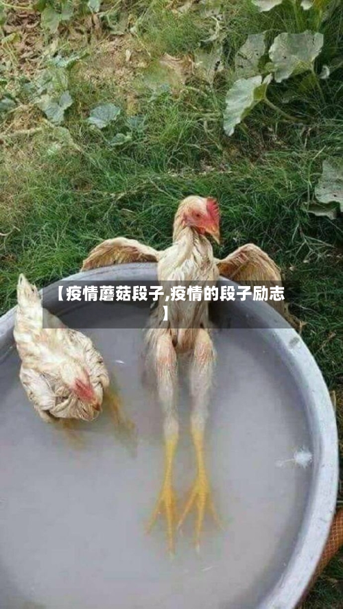 【疫情蘑菇段子,疫情的段子励志】