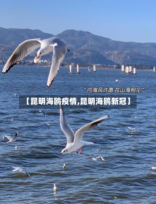 【昆明海鸥疫情,昆明海鸥新冠】-第3张图片