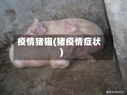 疫情猪猫(猪疫情症状)-第3张图片