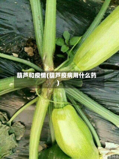 葫芦和疫情(葫芦疫病用什么药)-第3张图片