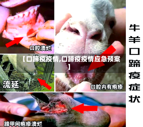 【口蹄疫疫情,口蹄疫疫情应急预案】